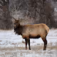 COLORADO ELK