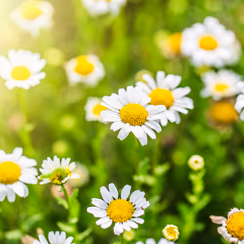 UCL Spring Collection