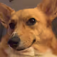 Collection de Corgis