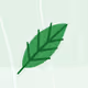 _mintForest Redwoods