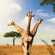 Surreal-Wonders