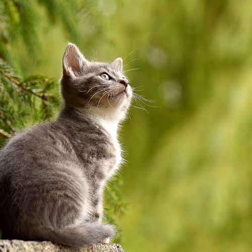 Cats--NFT