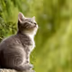 Cats--NFT