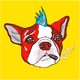 Cryptodoggi