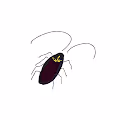 American Cockroach