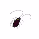 American Cockroach