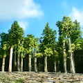 Kind Forest