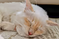 PuRRfectWorld