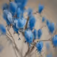 bleu