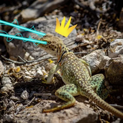 neature glitch by kryptokyle