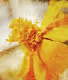 Nice Fleur Tokens (NFTs)