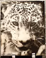 Endangered Species Project Collection