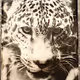 Endangered Species Project Collection
