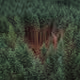 Communitree
