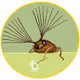 Volpe's Crypto Beetles