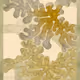 Phototropism