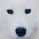 Samoyed meme