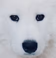 Samoyed meme
