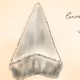 Un-Finned Sharks