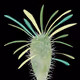 Plant_kkmyy