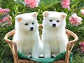 2DOG