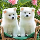 2DOG