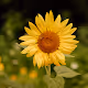 Sunflower Fields Forever. - old