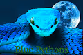 Blue Pythons