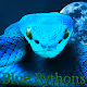 Blue Pythons