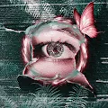 Paradigm Visuals Collection