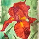 Watercolor Irises