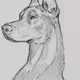 dog jawir