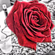 The Rose Co.