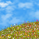 flower fields