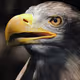 The Birds Of Prey Photography