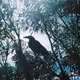Wandering Australia