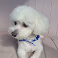 Pet Mandu Collection - old