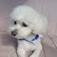 Pet Mandu Collection - old