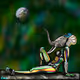 KIMBALL__4 Collection