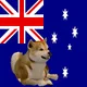 Shiba Inu 3D Dog World