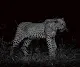 Remember the Wild