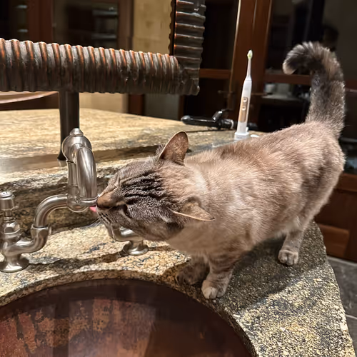 A Thirsty Cat