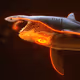 MM SHARKS