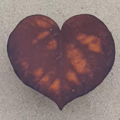 POEMS NFT - My Meandering Experiences