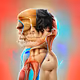 Abstracted Anatomy