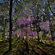Arboretum Bounce