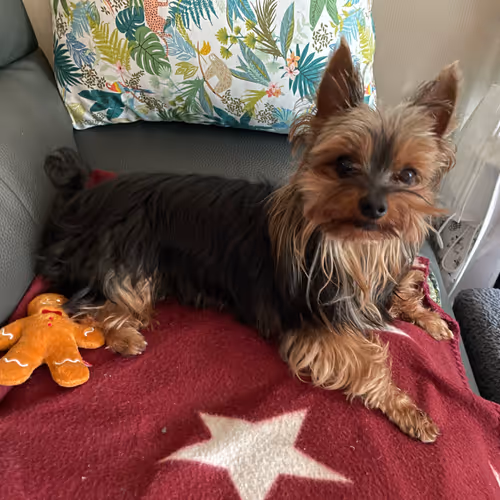 Minestella's Drawings