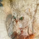 Schroedinger's Cat