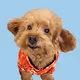 Doggy Dao Official