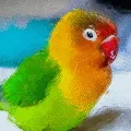 DustinLovebird